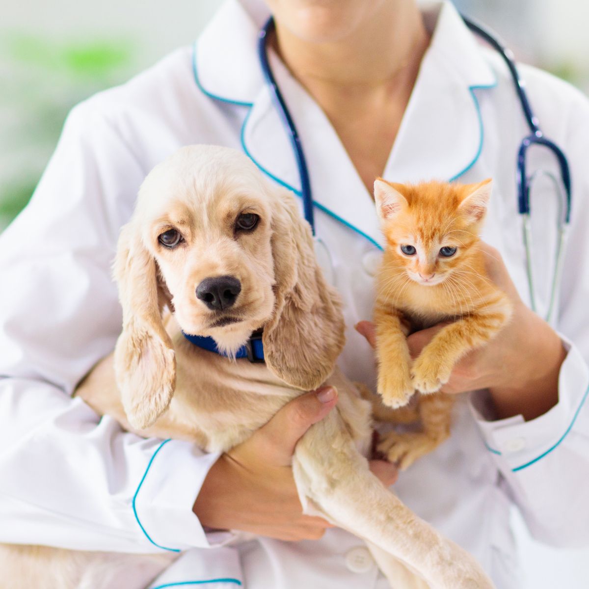 Vet with dog and cat