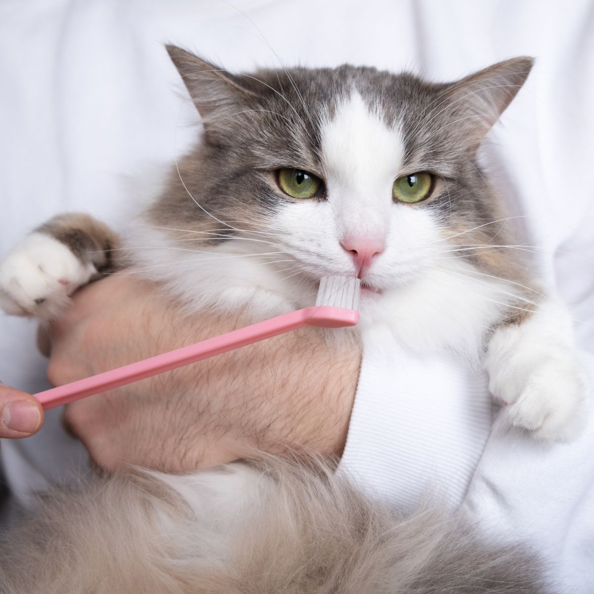 dental care of a gray cat