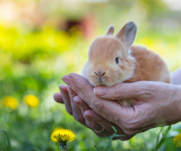 A person holding a rabbit