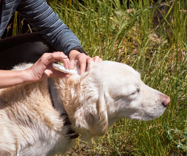 Dog Getting a Flea and Tick Repellent Drops