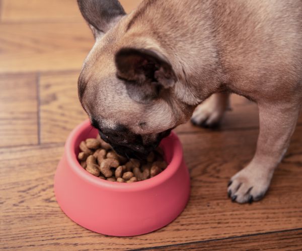 Dog eating food from a bowl