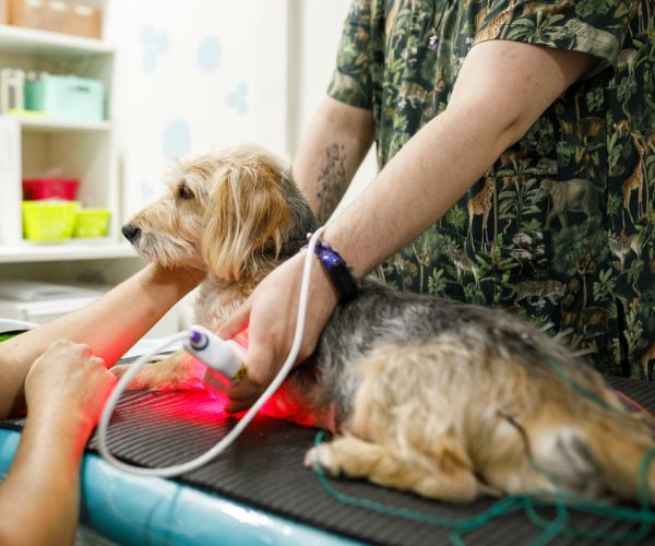 Dog having acupuncture and laser therapy