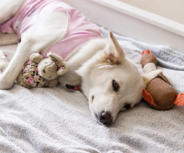 Dog sleeping on bed in special suit bandage after spaying