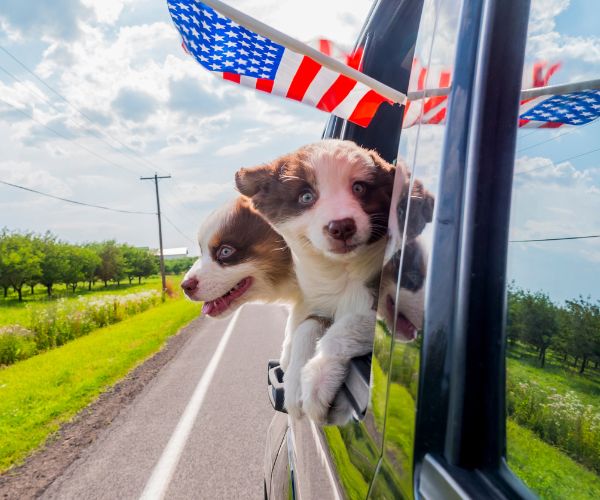 Two puppies looking out of car