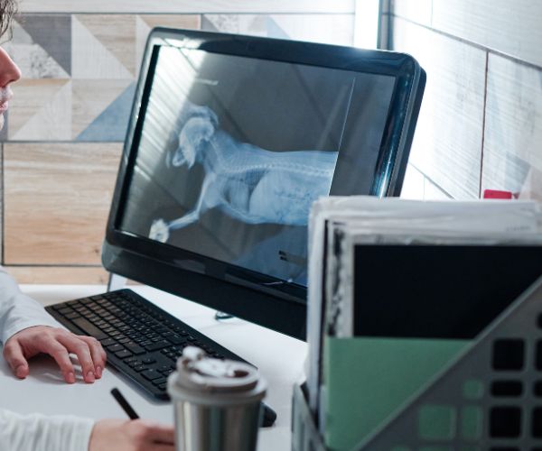 Vet looking at X-ray on computer screen