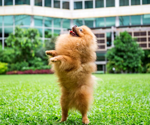 pomeranian dog standing on hind legs