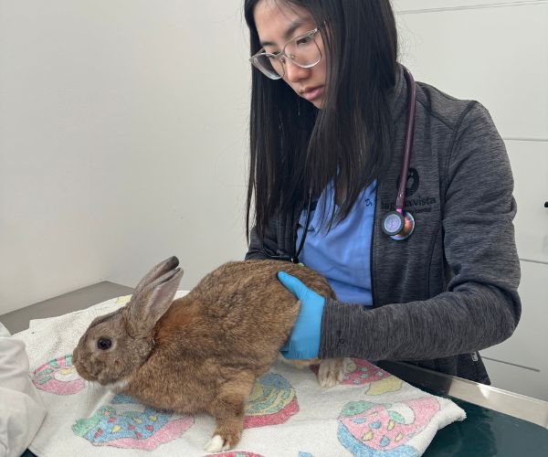 a woman holding a rabbit on top of a table