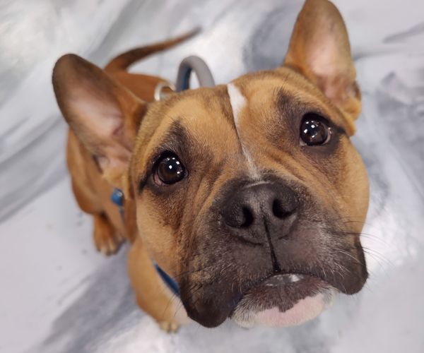 a brown and white dog looking up at the camera