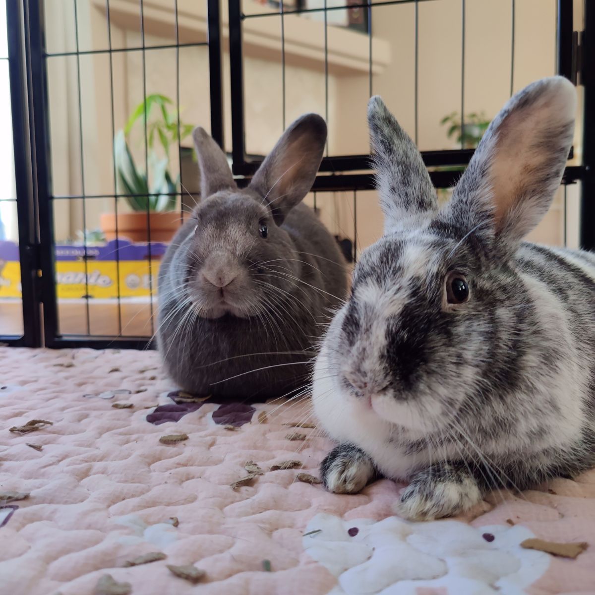 a couple of rabbits sitting on top of a bed