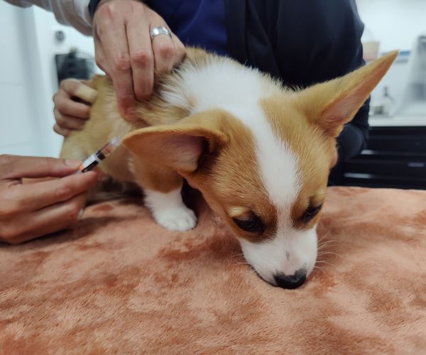 A small dog getting a check-up at the vet's office