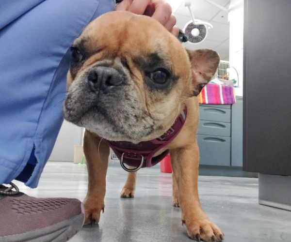 a small brown dog standing on top of a floor