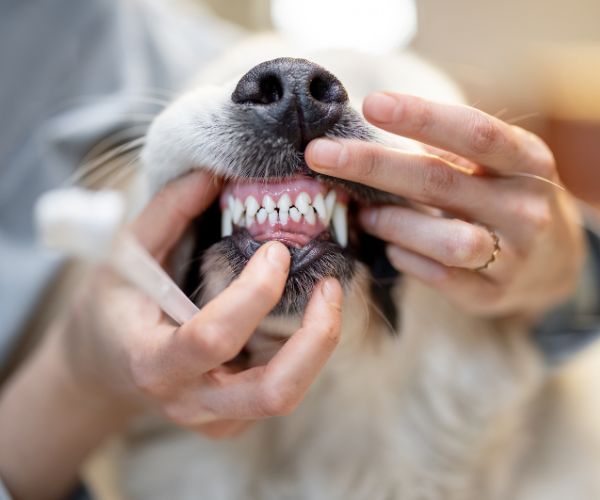 A veterinarian examining rabbit's teeth